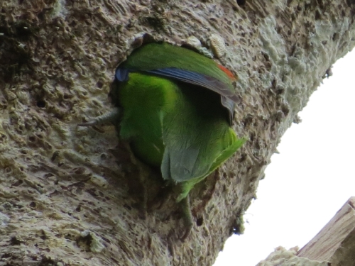 female fig-parrot, excavating nest
